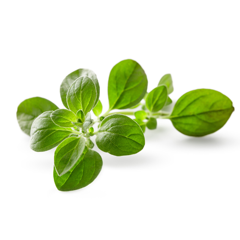 Semillas Orégano Sobre 1g