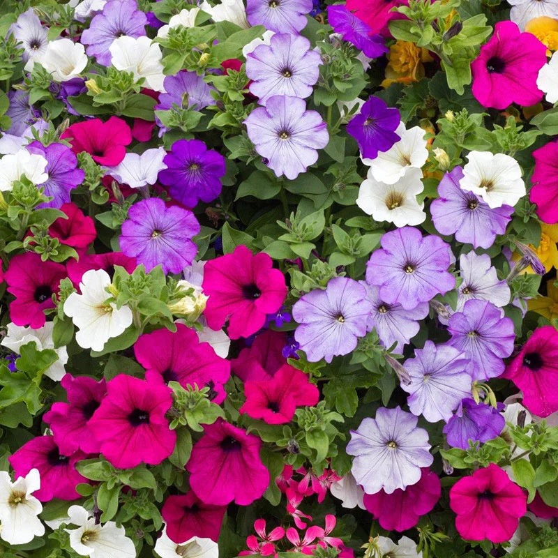 Semillas Petunia Variada Sobre 0.6g