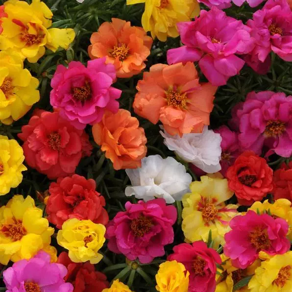 Semillas Portulaca Simple Variada Sobre 1g
