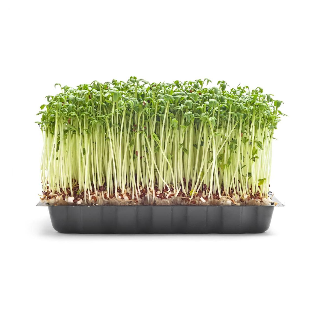 Semillas Microverdes Berro Sobre 8gr