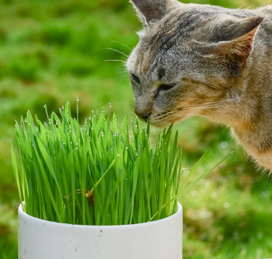 Semillas Microverdes Hierba De Mascotas Sobre 6gr