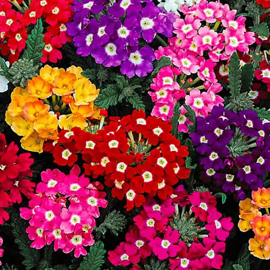 Semillas Verbena Variada Sobre 1g