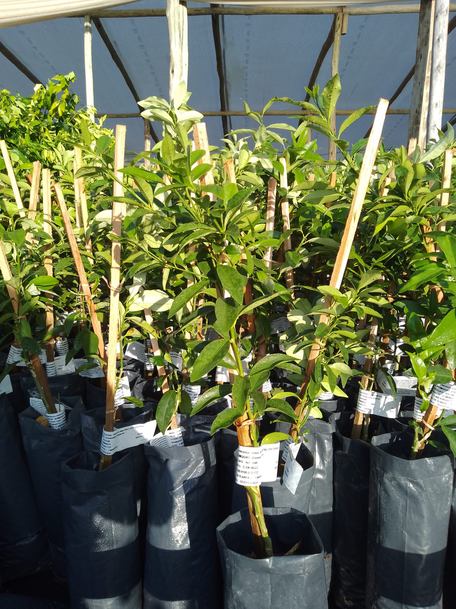 Árboles Frutales 
