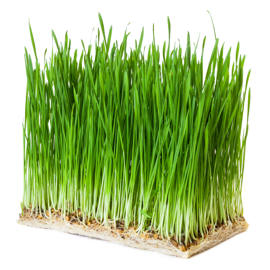 Semillas Microverdes Trigo Sobre 6g