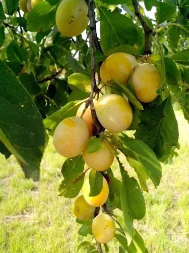 Árboles Frutales 