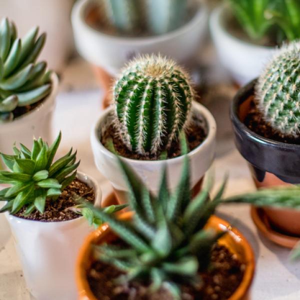 Semillas Cactus y Suculentas 0.4g