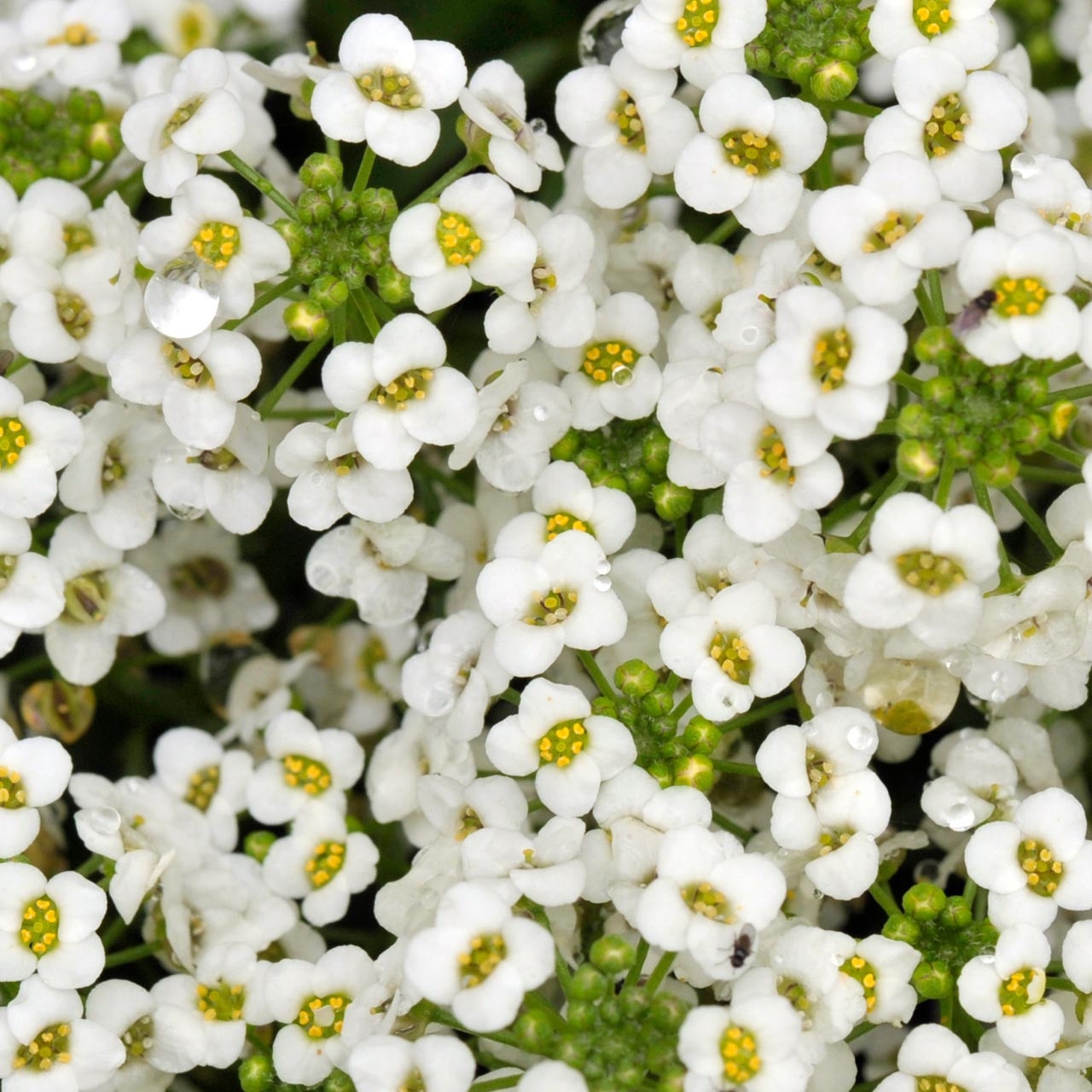 Semillas Alyssum 10g