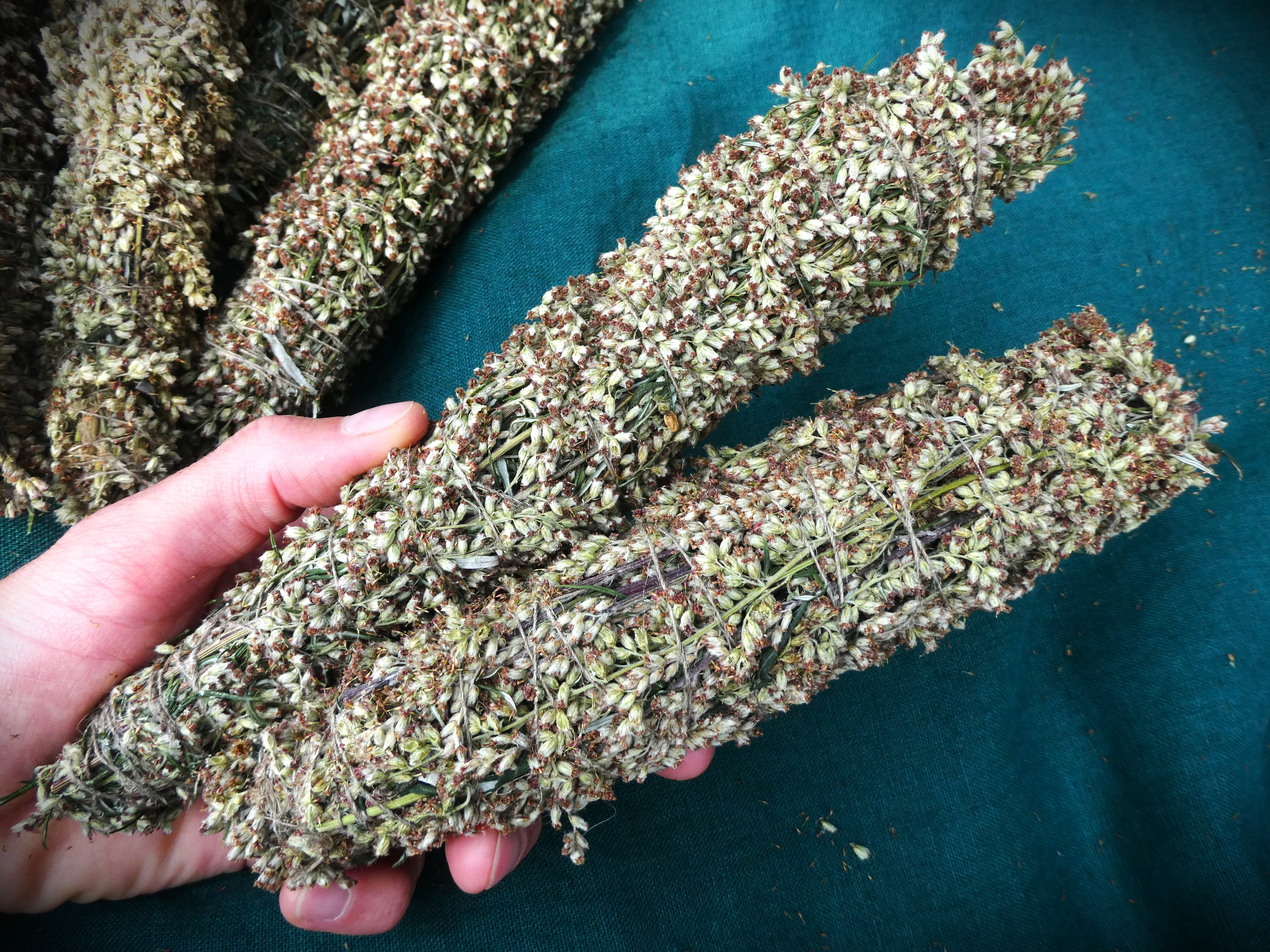 Witch Herb COMMON MUGWORT Artemisia vulgaris XL Smudge Wand