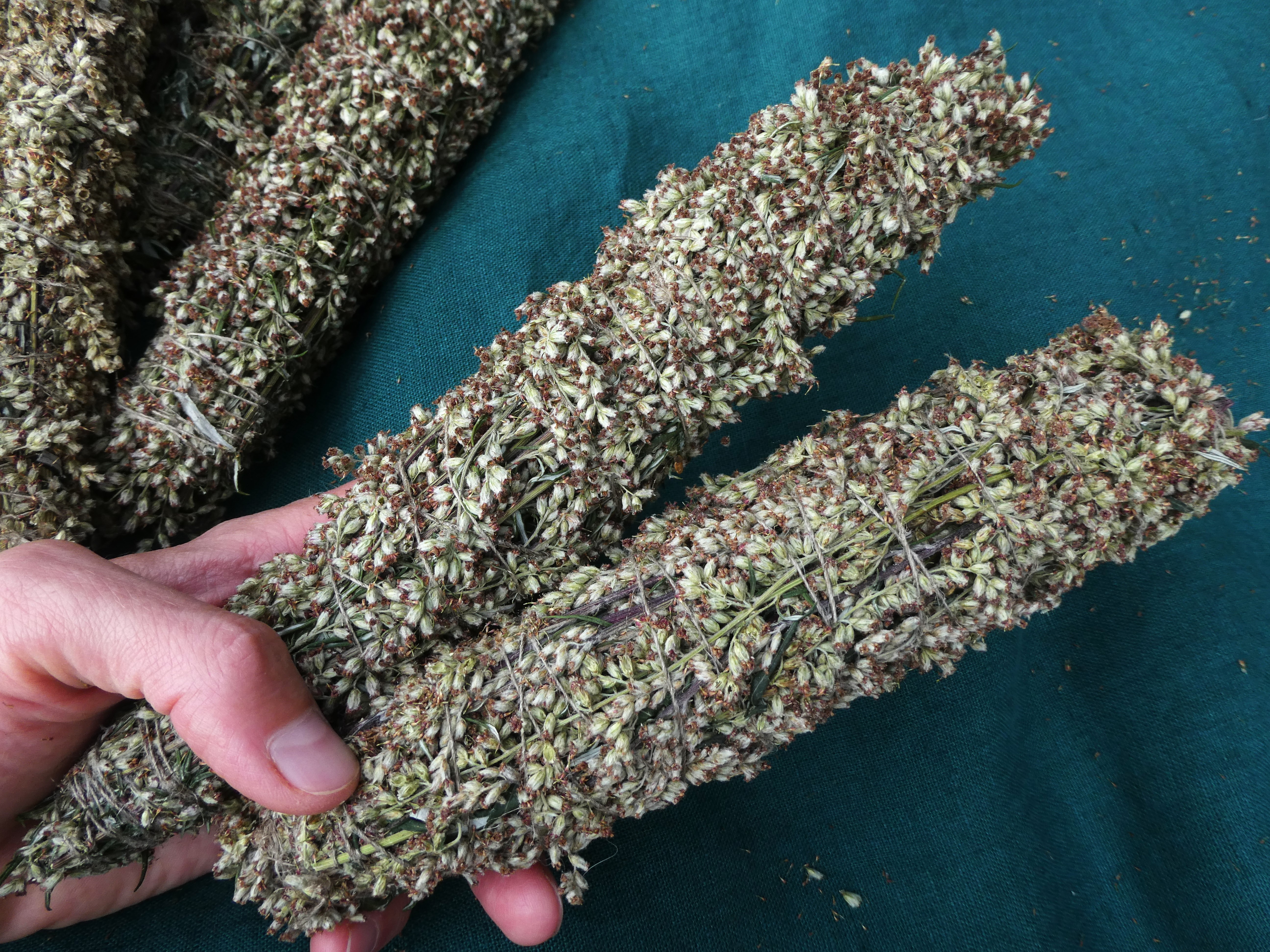 Witch Herb COMMON MUGWORT Artemisia vulgaris XL Smudge Wand
