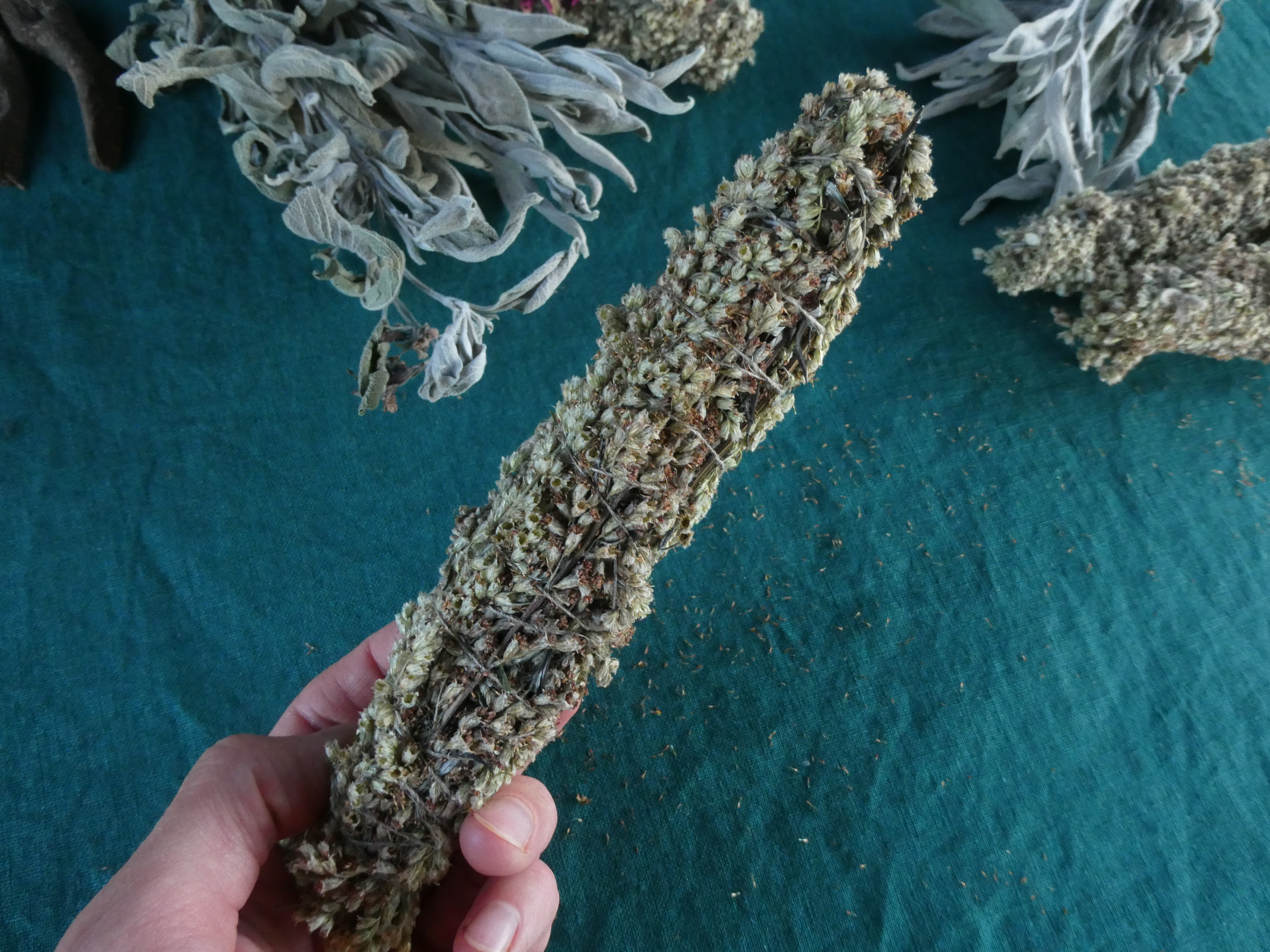 Witch Herb COMMON MUGWORT Artemisia vulgaris Medium Size Smudge Wand