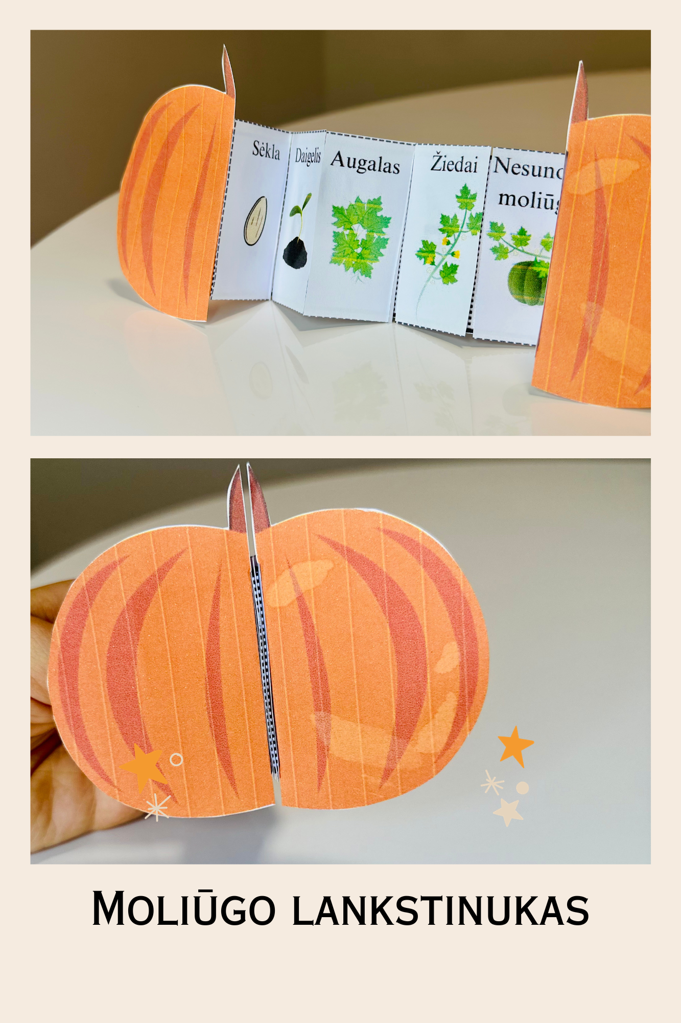 Moliūgo tyrinėjimas