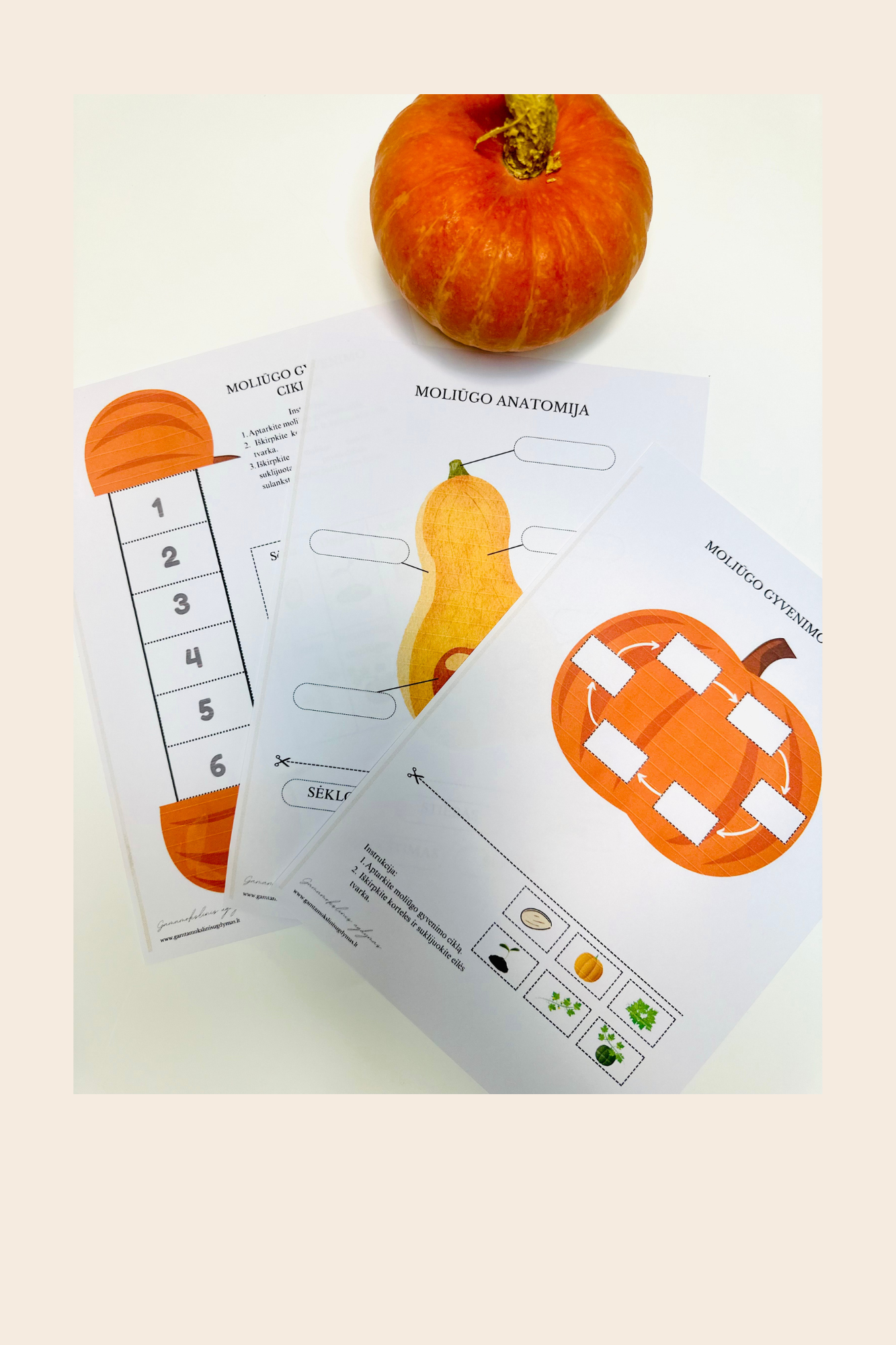 Moliūgo tyrinėjimas