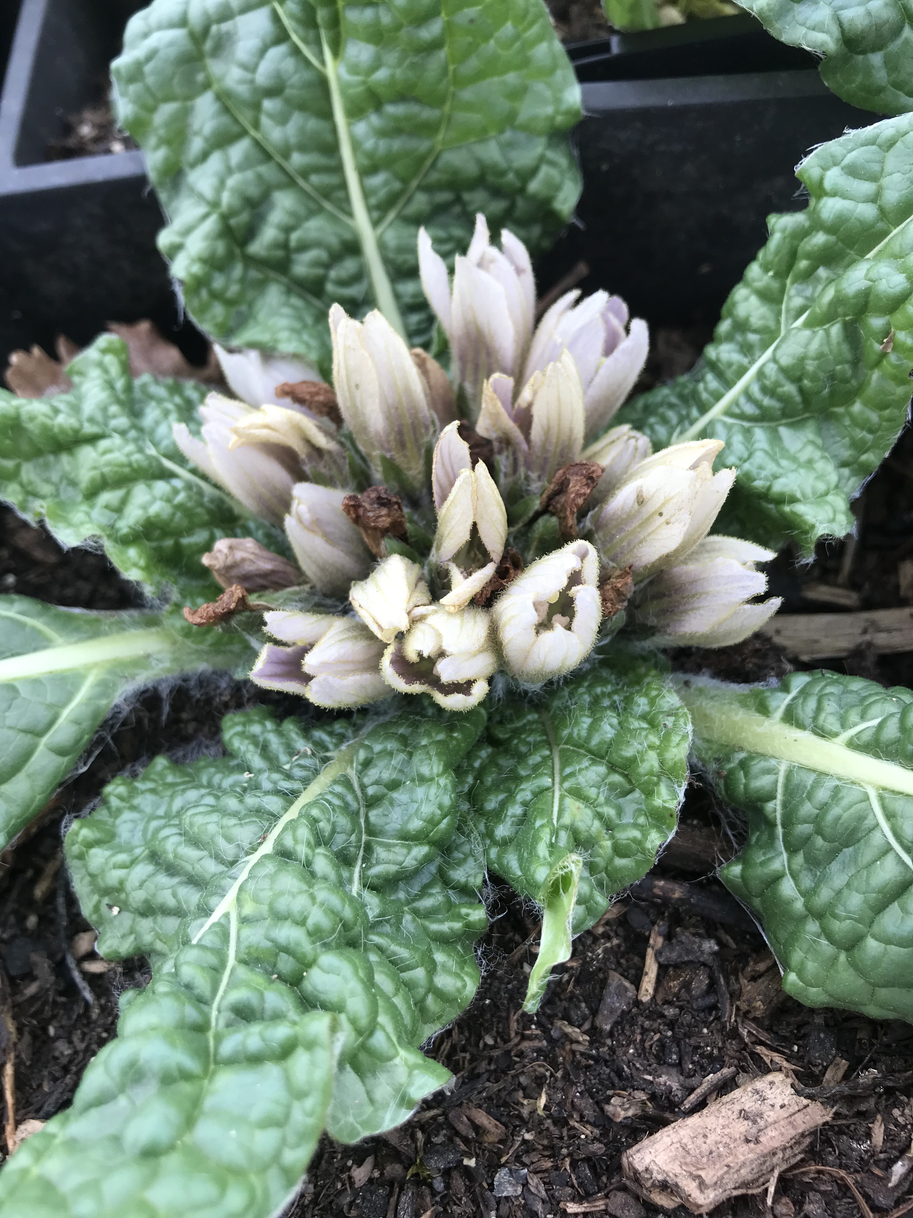 Mandragore officinale - 1 plante adulte de 5-6 ans