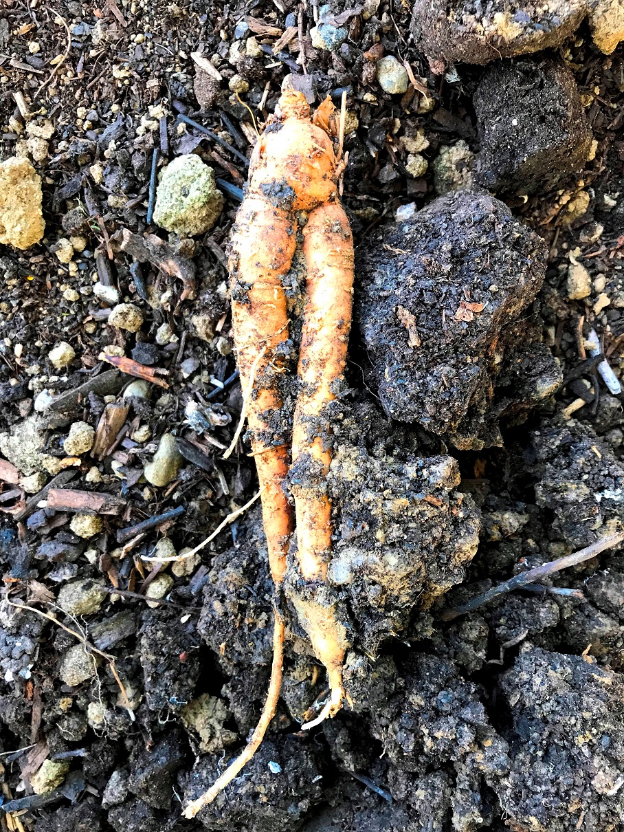 Mandragore officinale - Racine à corps de femme (>6 ans de culture)