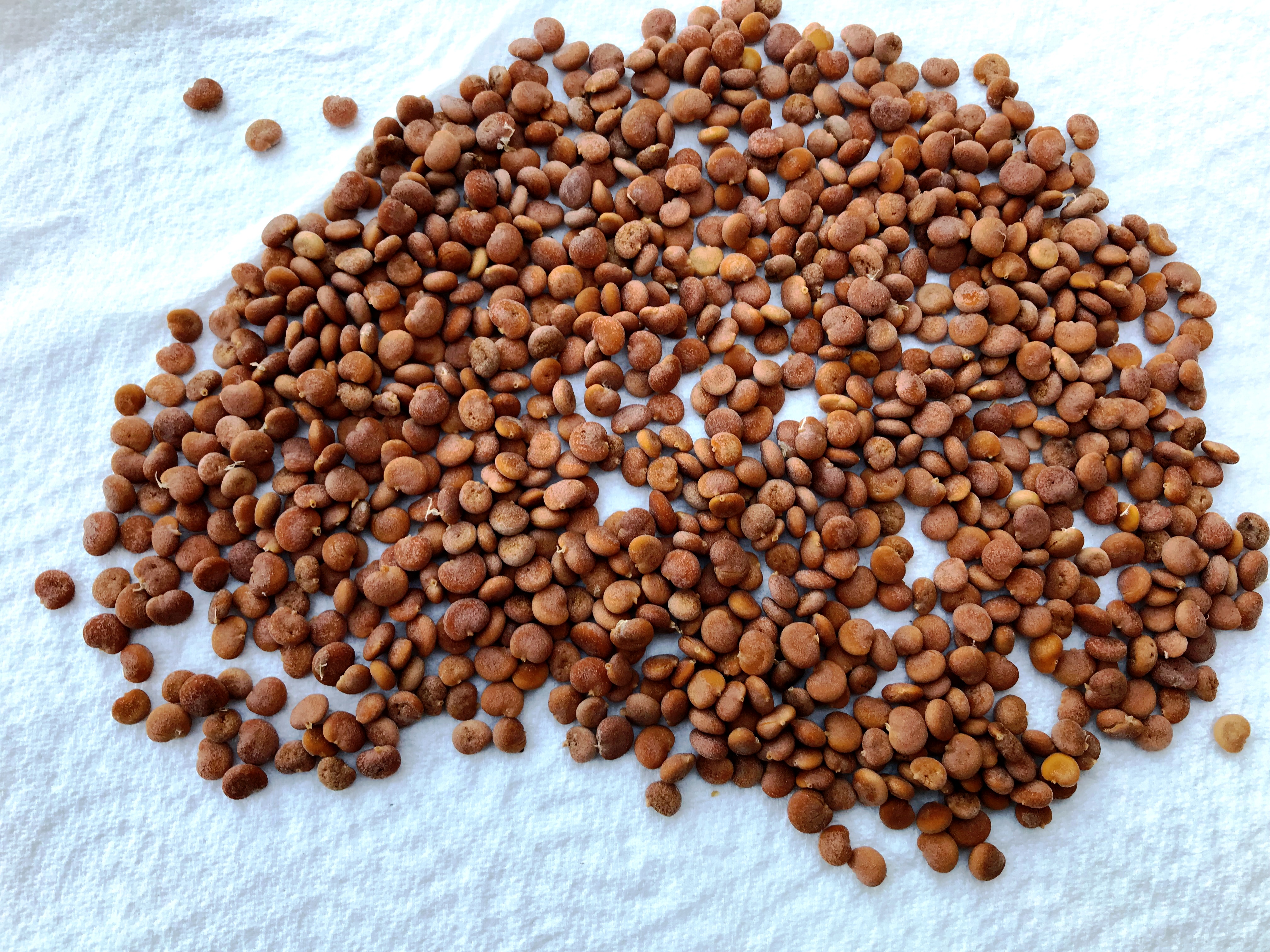 Mandragore officinale - sachet de 12 semences