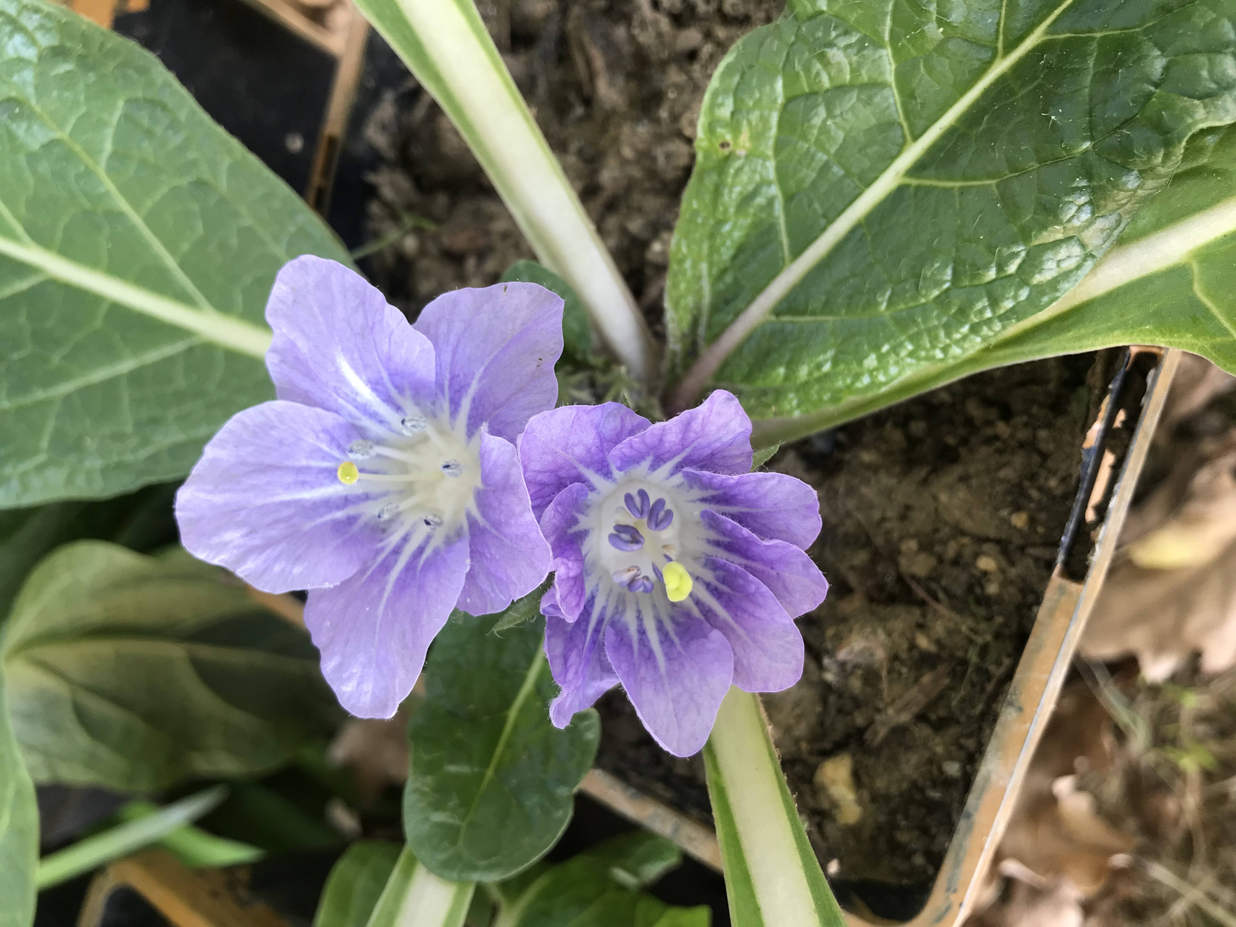 Mandragore automnale - 1 plante adulte de 3-4 ans 