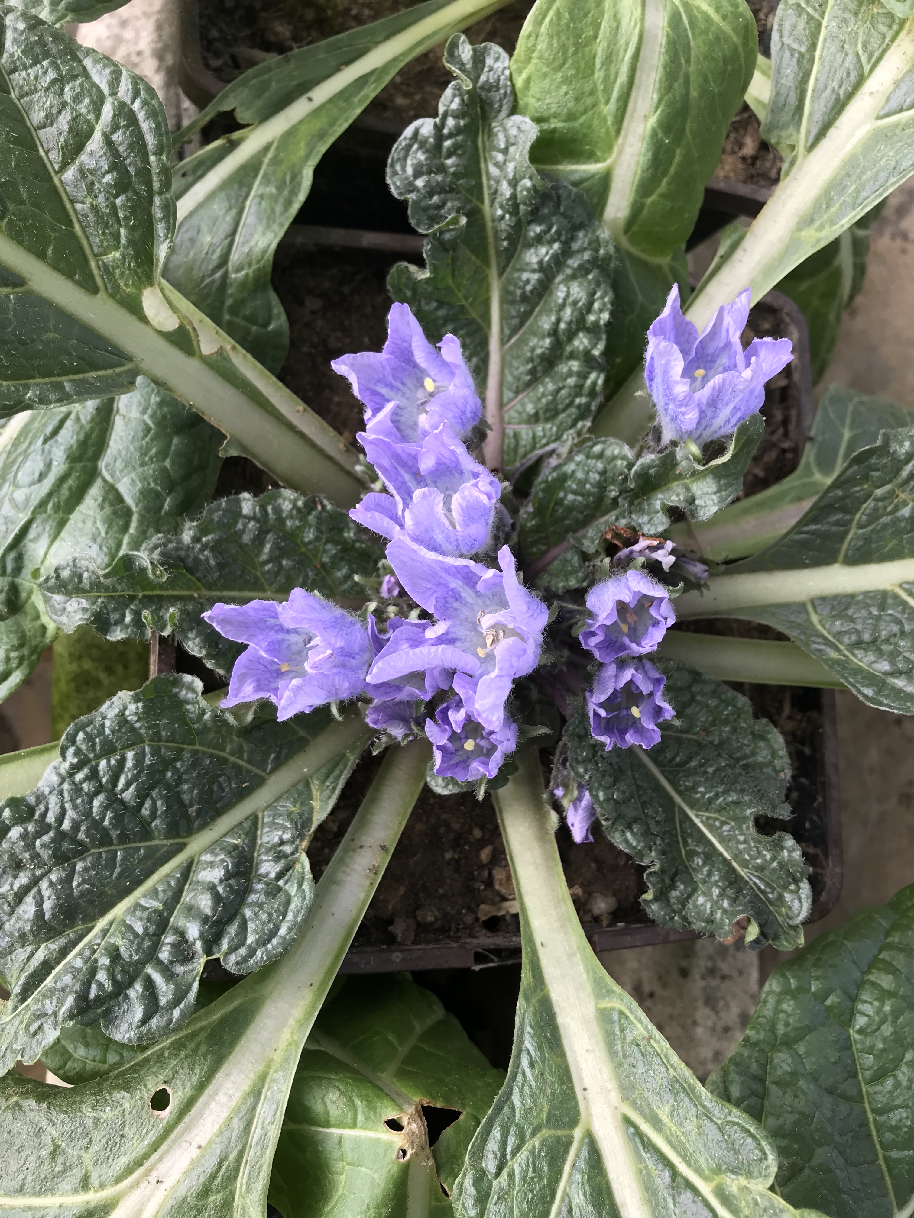 Mandragore automnale - 1 plante adulte de 5-6 ans 