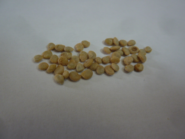 Mandragore automnale- sachet de 12 semences