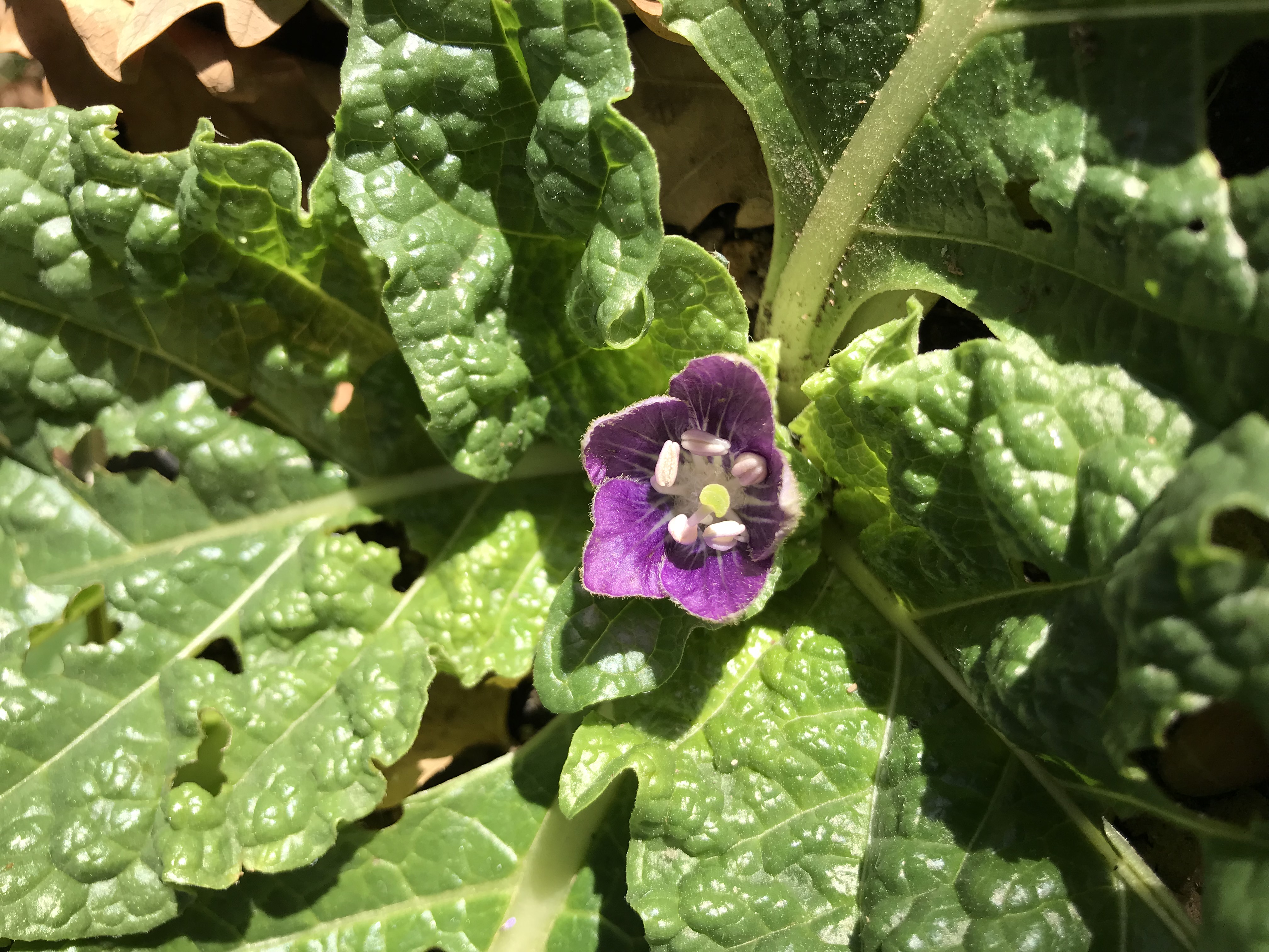 Mandragore du Turkmenistan- 1 plante adulte de 5-6 ans