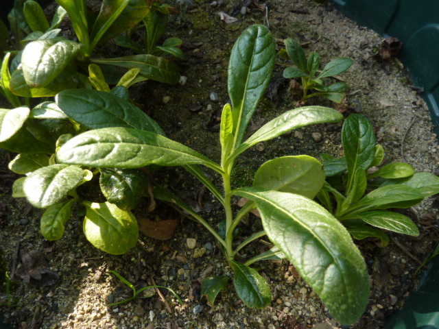 Mandragore de l'Himalaya- 1 plante adulte de 3-4 ans