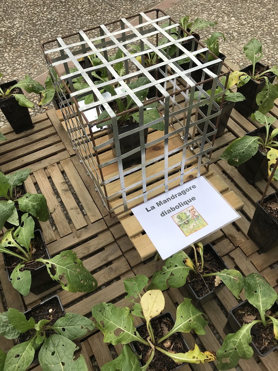 Mandrake cage