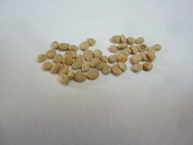 Mandragora autumnalis- pack of 12 seeds