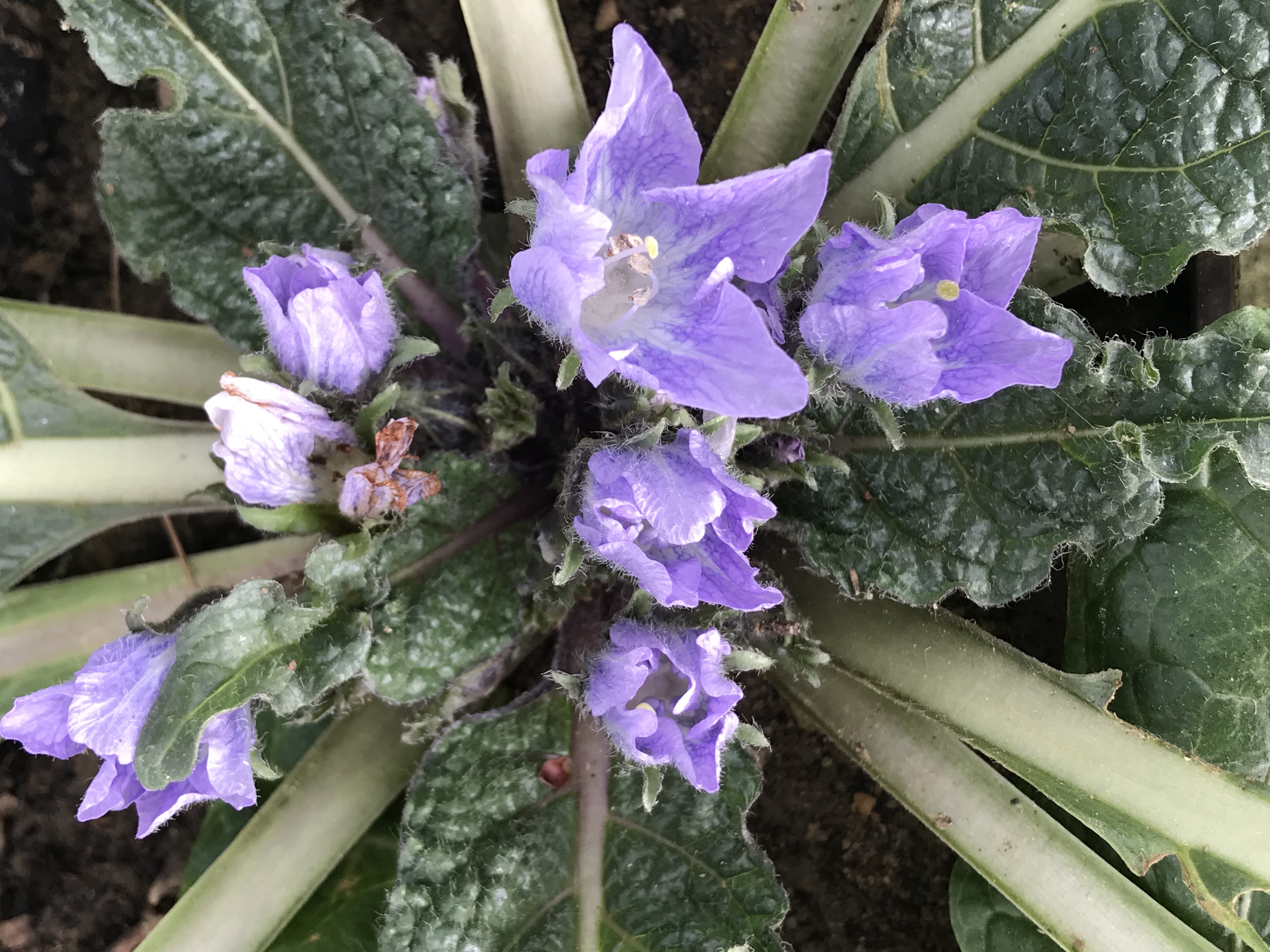 Mandragora autumnalis - 1 adult plant 5-6 years old