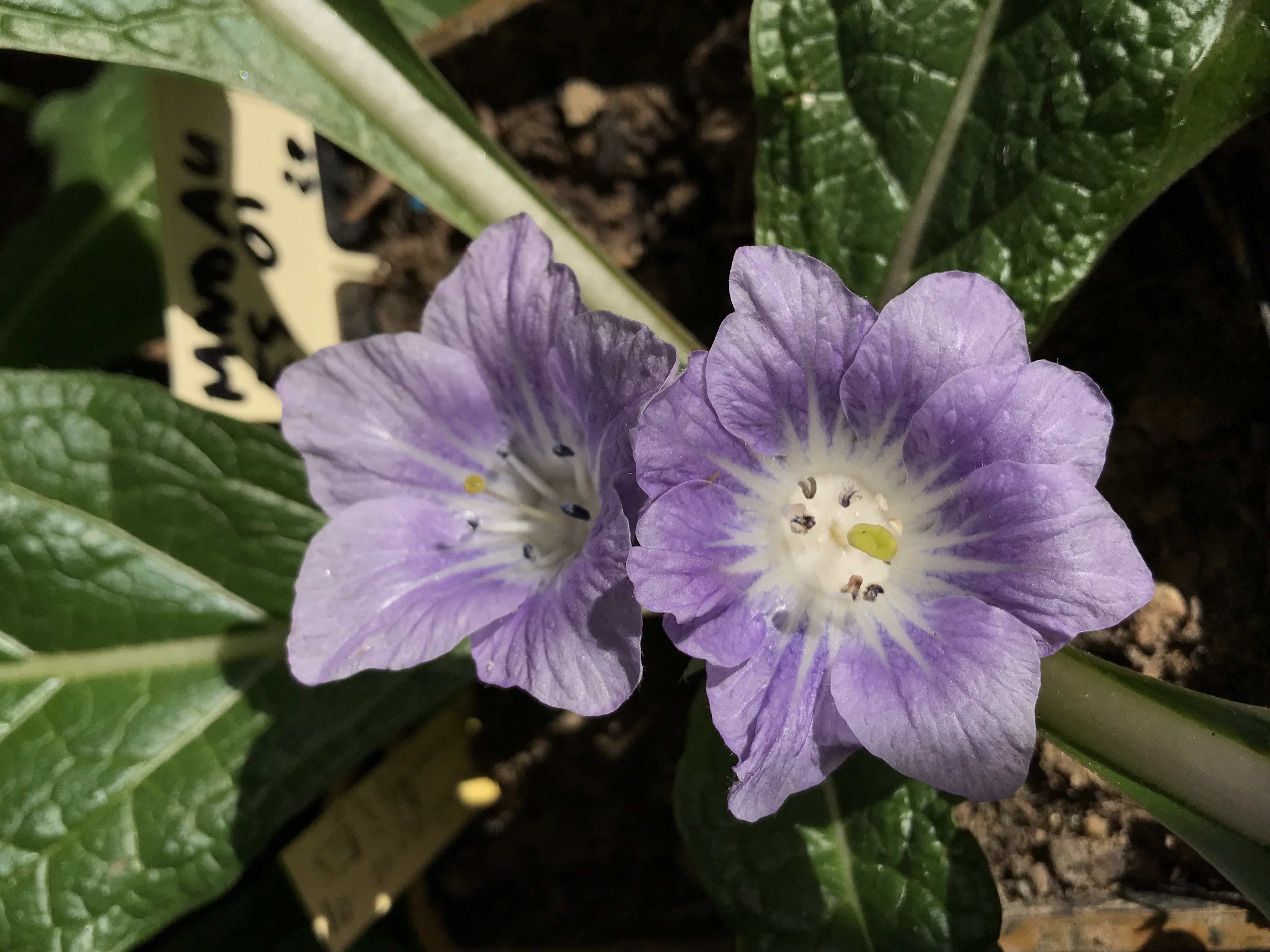 Mandragora autumnalis  - 1 plant 3-4 years old 