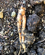 Mandragora officinarum - Womandrake: real body shape root (6+ years old) 