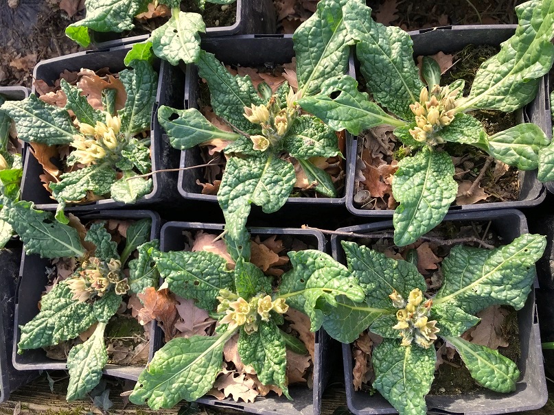 Mandragora officinarum - 1 mature plant 3-4 years old 