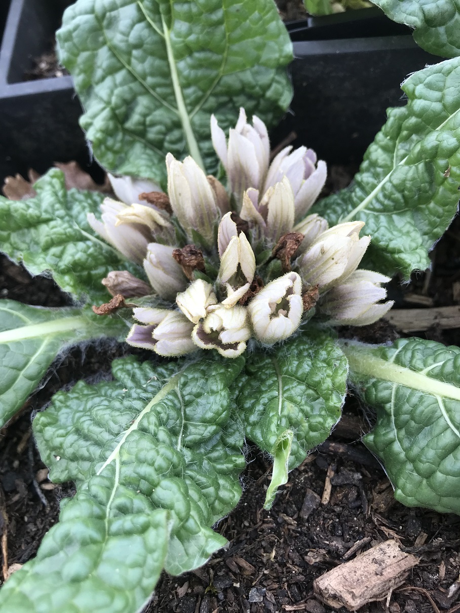 Mandragora officinarum - 1 mature plant 5-6 years old