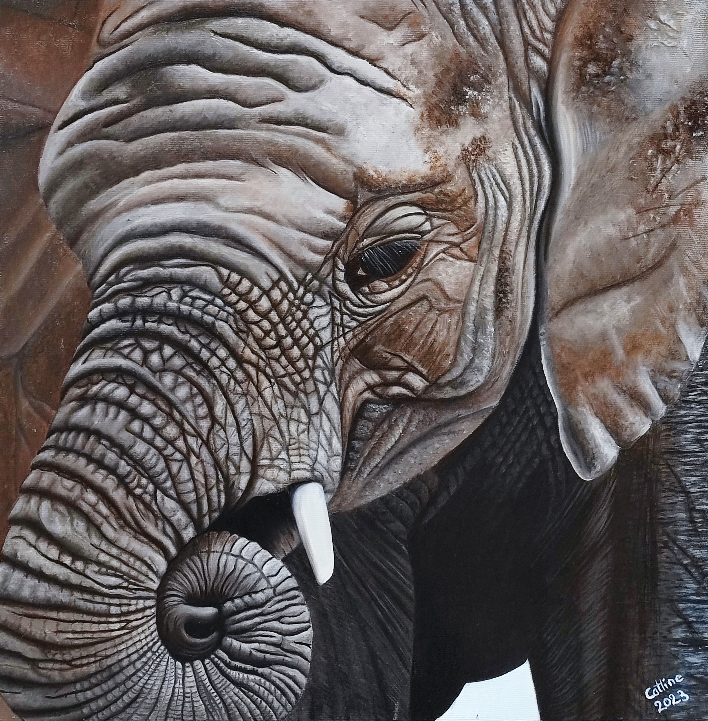 Eléphant d'Afrique du Sud II toile 40x40 cm