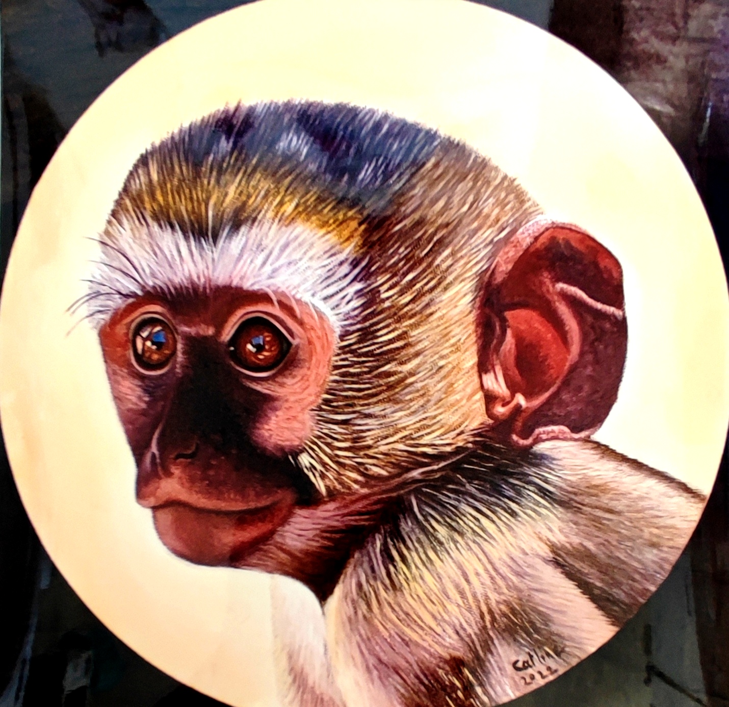 reproduction de l'œuvre originale Singe Vervet Bleu d'Afrique du Sud 30X30cm