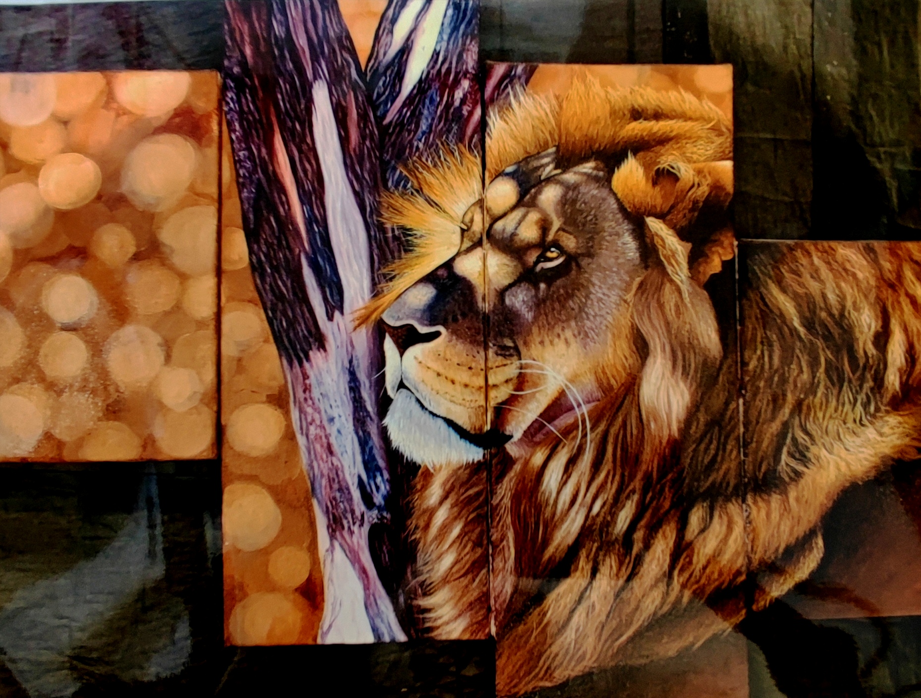 reproduction encadrée de l'œuvre originale Lion d'Afrique du Sud 40X30 cm