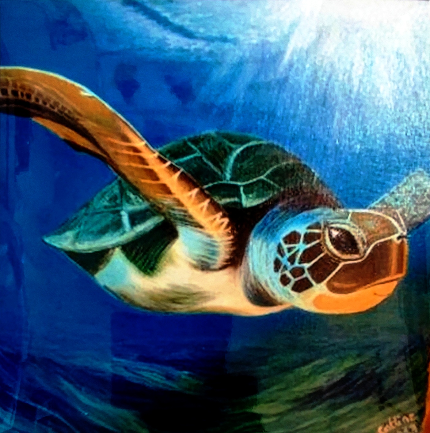 reproduction encadrée de l'œuvre originale Tortue 30X30cm