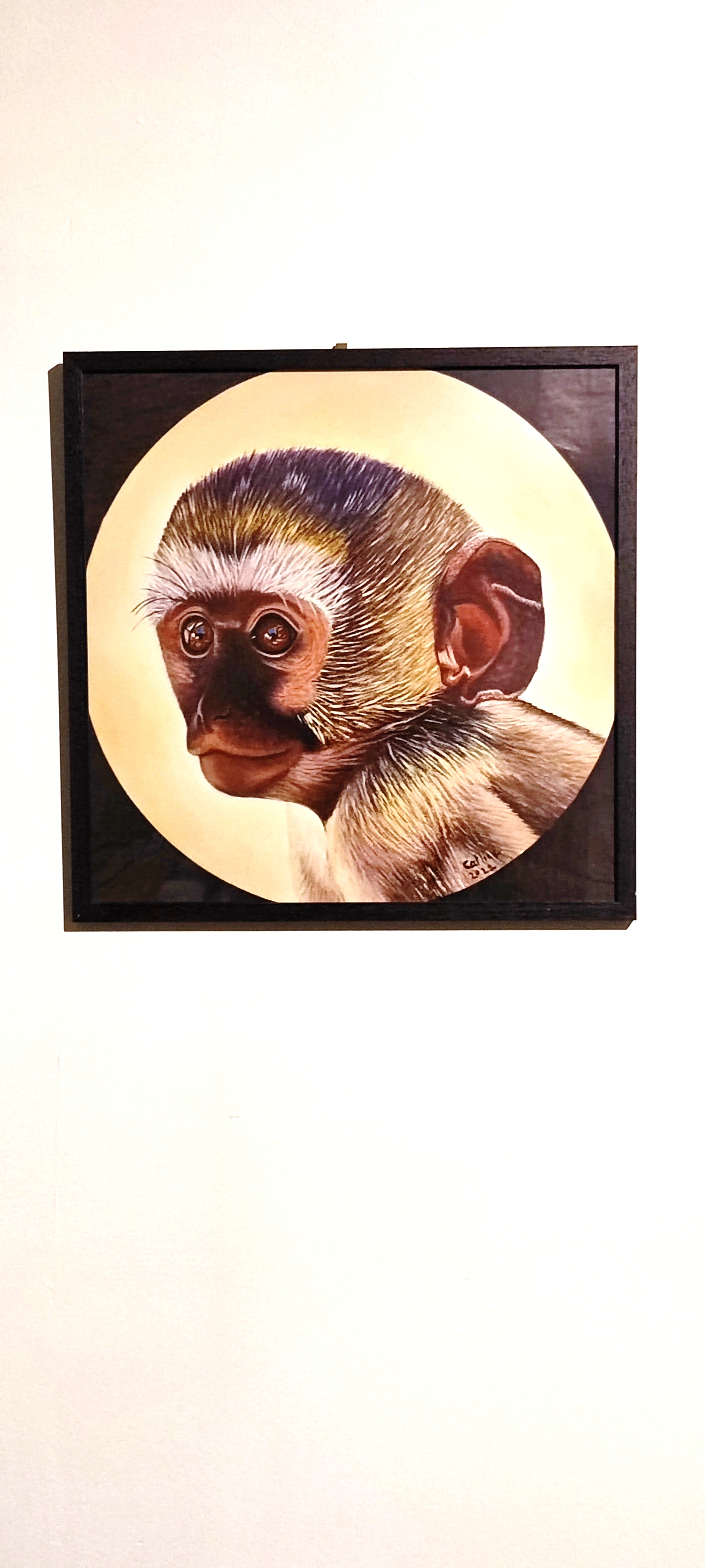 reproduction encadrée de l'œuvre originale Singe Vervet Bleu d'Afrique du Sud 30X30cm