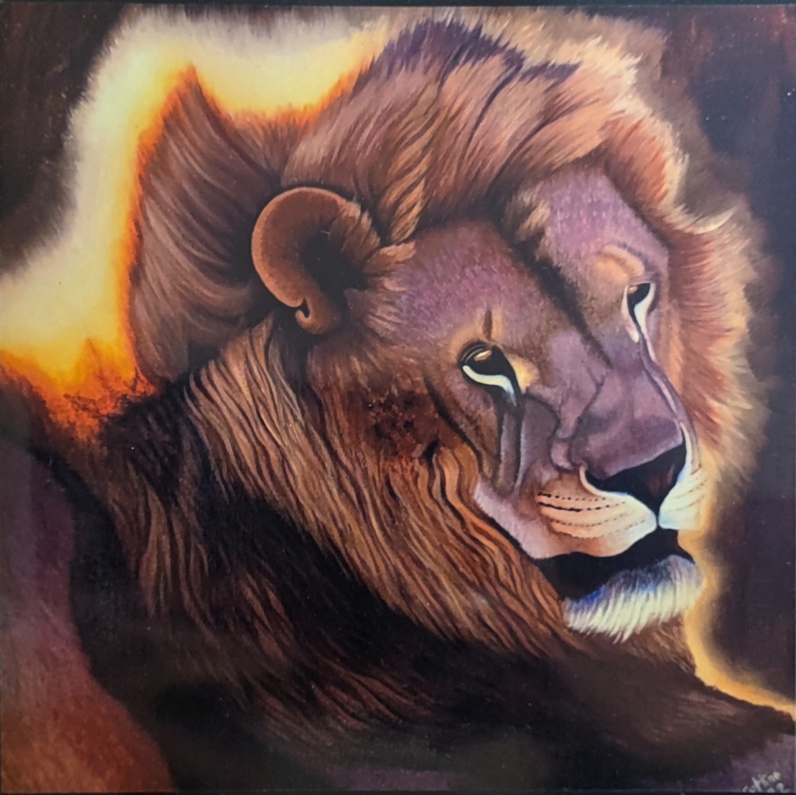 Reproduction de l'oeuvre originale "Lion d'Afrique du Sud" 20X20cm