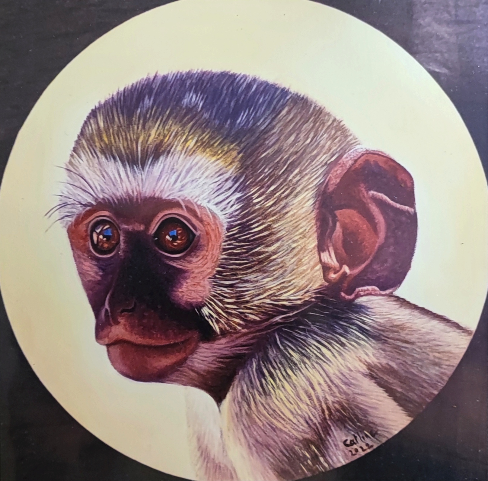 reproduction de l'œuvre originale "Singe Vervet Bleu d'Afrique du Sud" 20x20 cm 