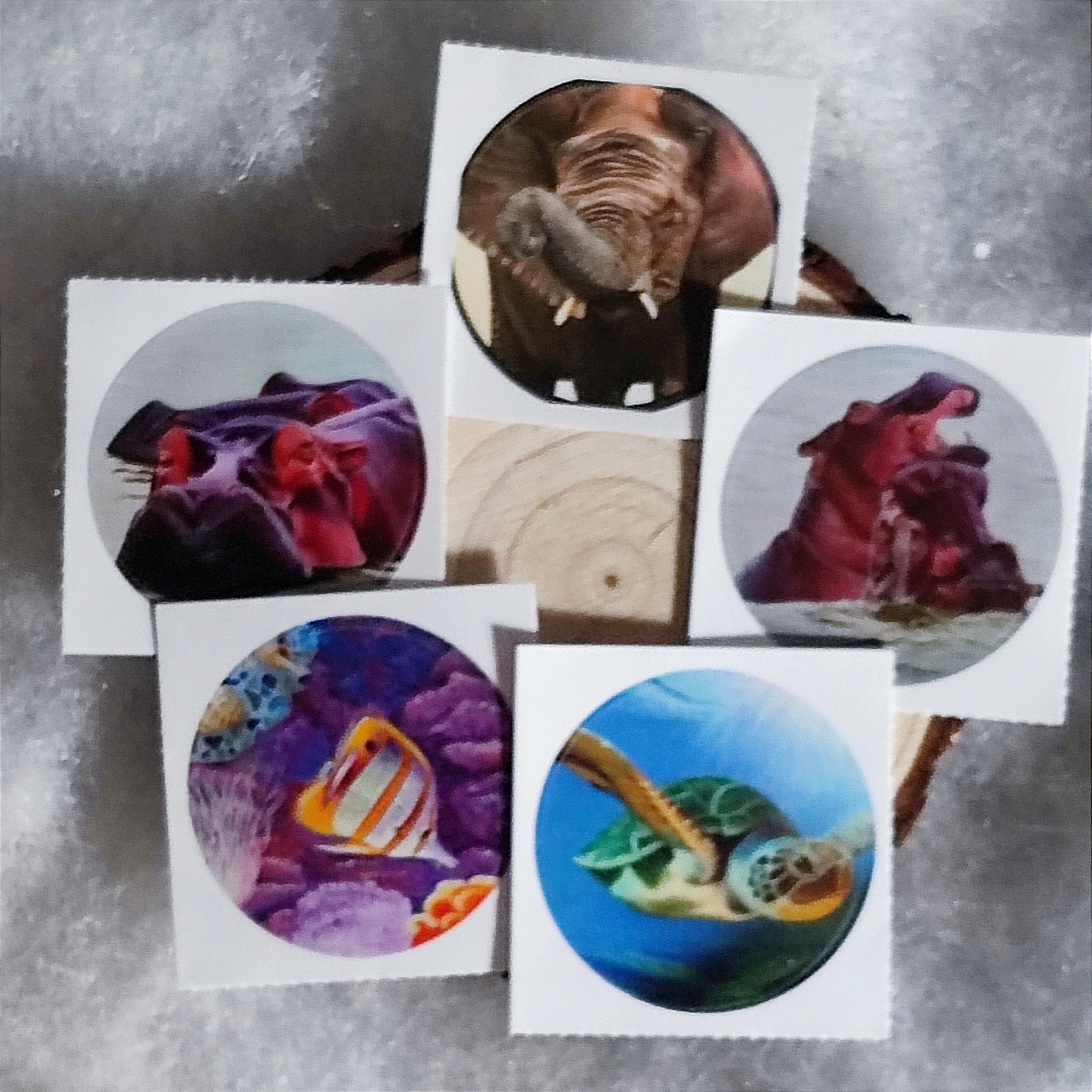 Lot de 5 stickers d'après mes toiles originales poisson, tortue, hippopotames et éléphant 