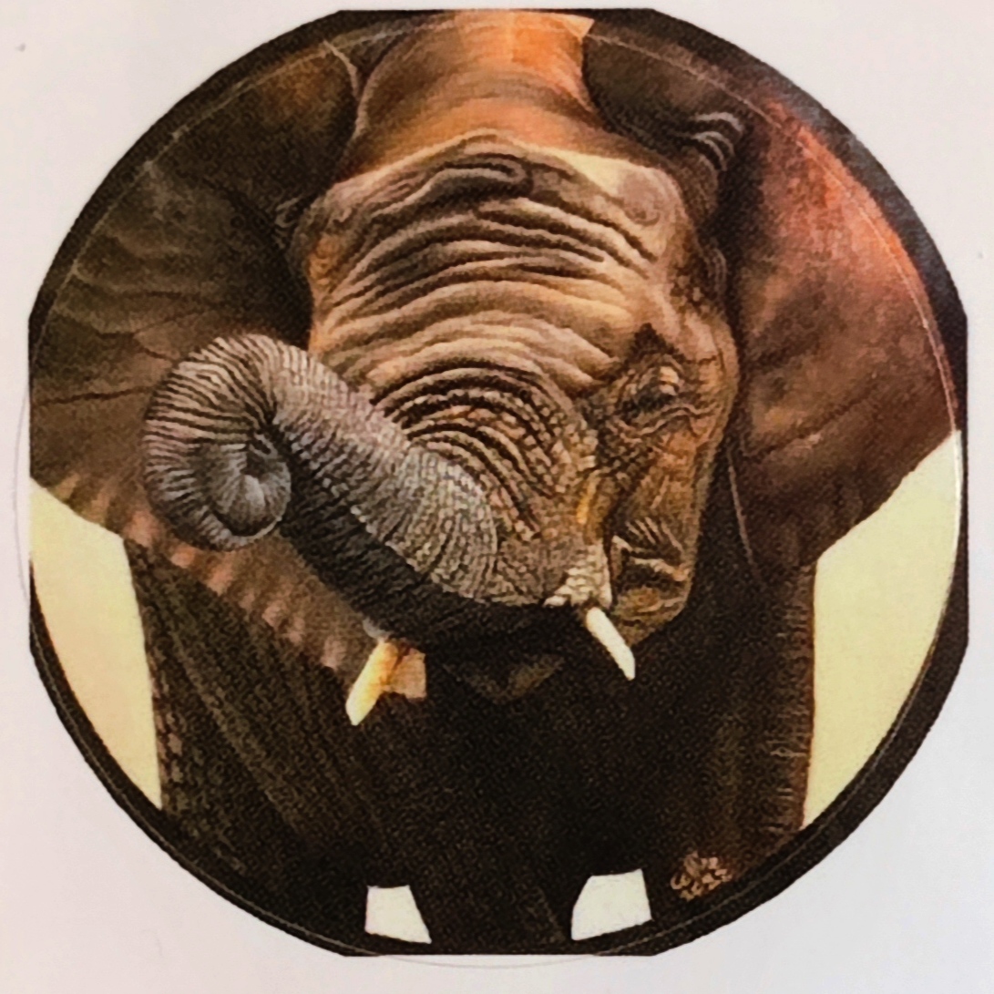 Lot de 5 stickers d'après mes toiles originales poisson, tortue, hippopotames et éléphant 