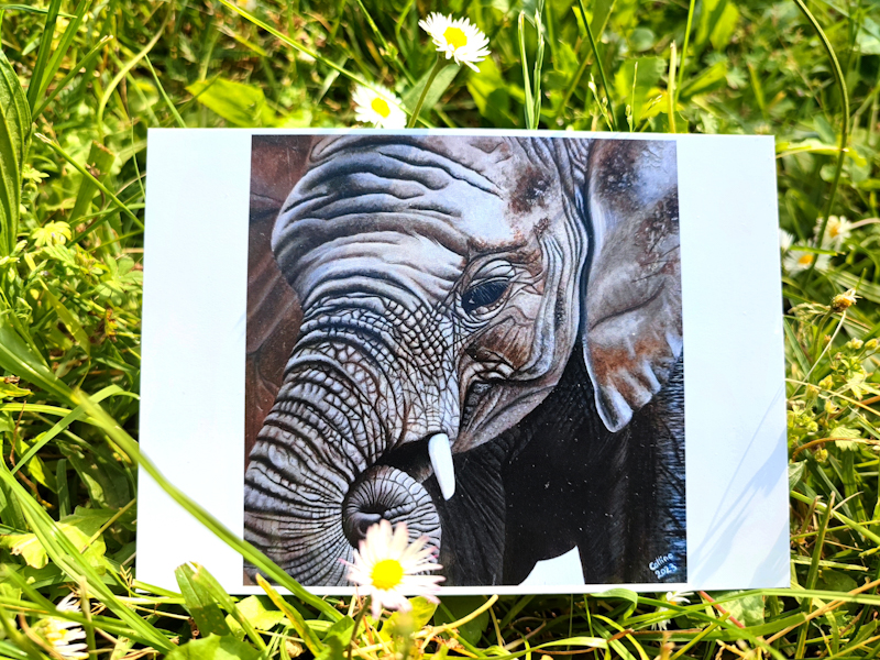 Carte postale d'après la toile "Éléphant d'Afrique du Sud "