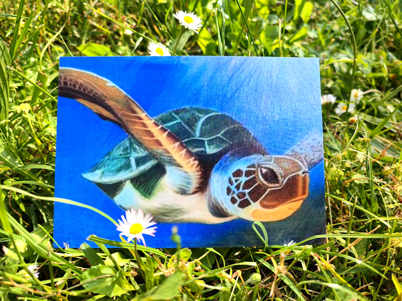 Carte postale d'après la toile originale " Tortue de Tulum" "