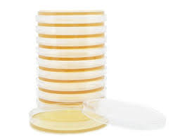 10pcs Pre-poured Agar Agar Petri Dishes
