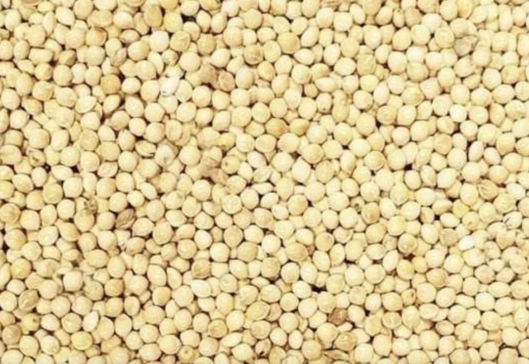 Pre-Sterilised MILLET Grains with self-healing injection port for mushroom growing