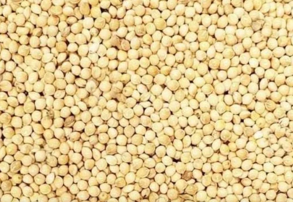 MILLET Grains (Dry)
