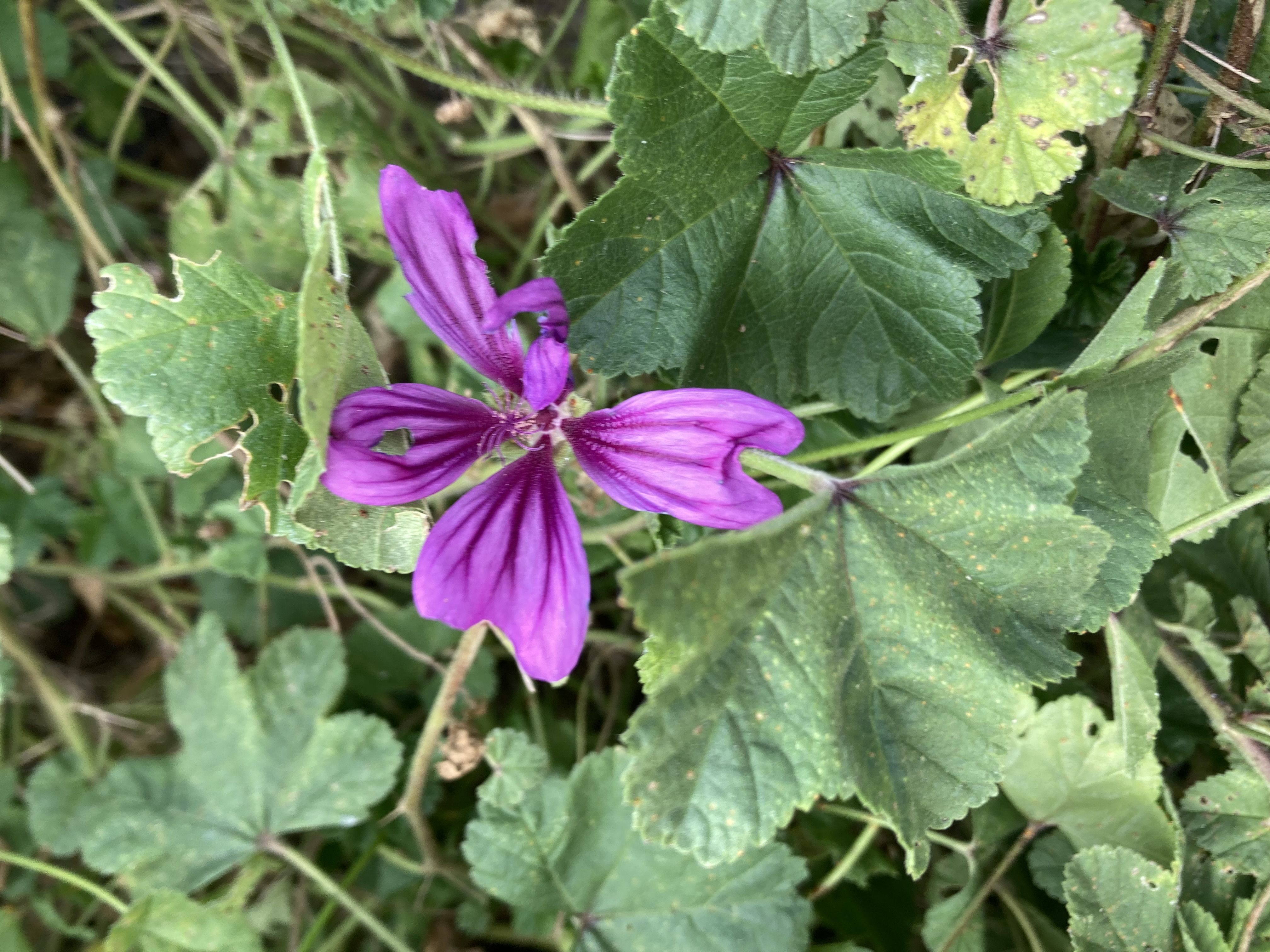 Détente & découverte du jardin préventif d'Aimé (2 heures)