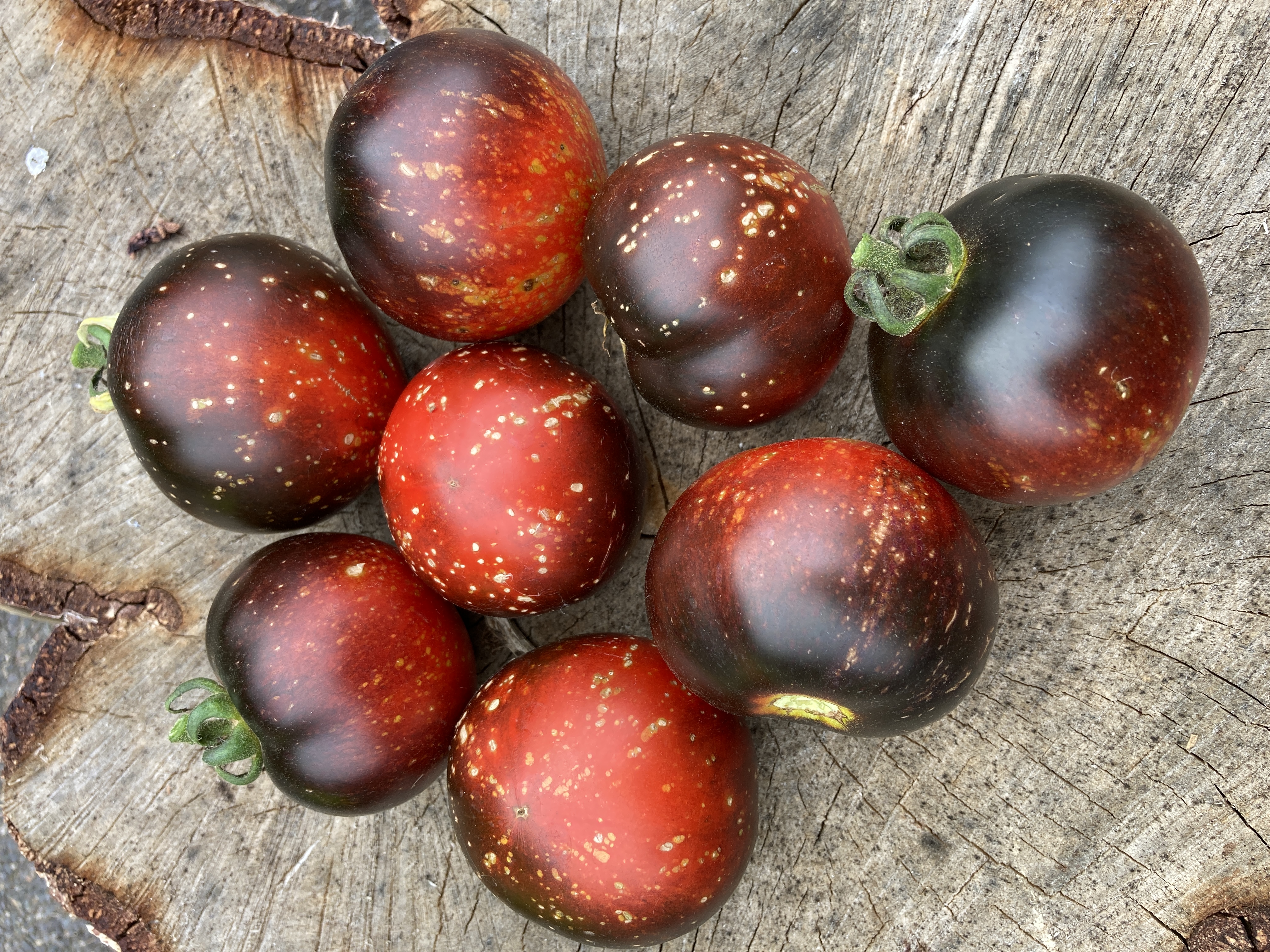 Cosmos Tomato