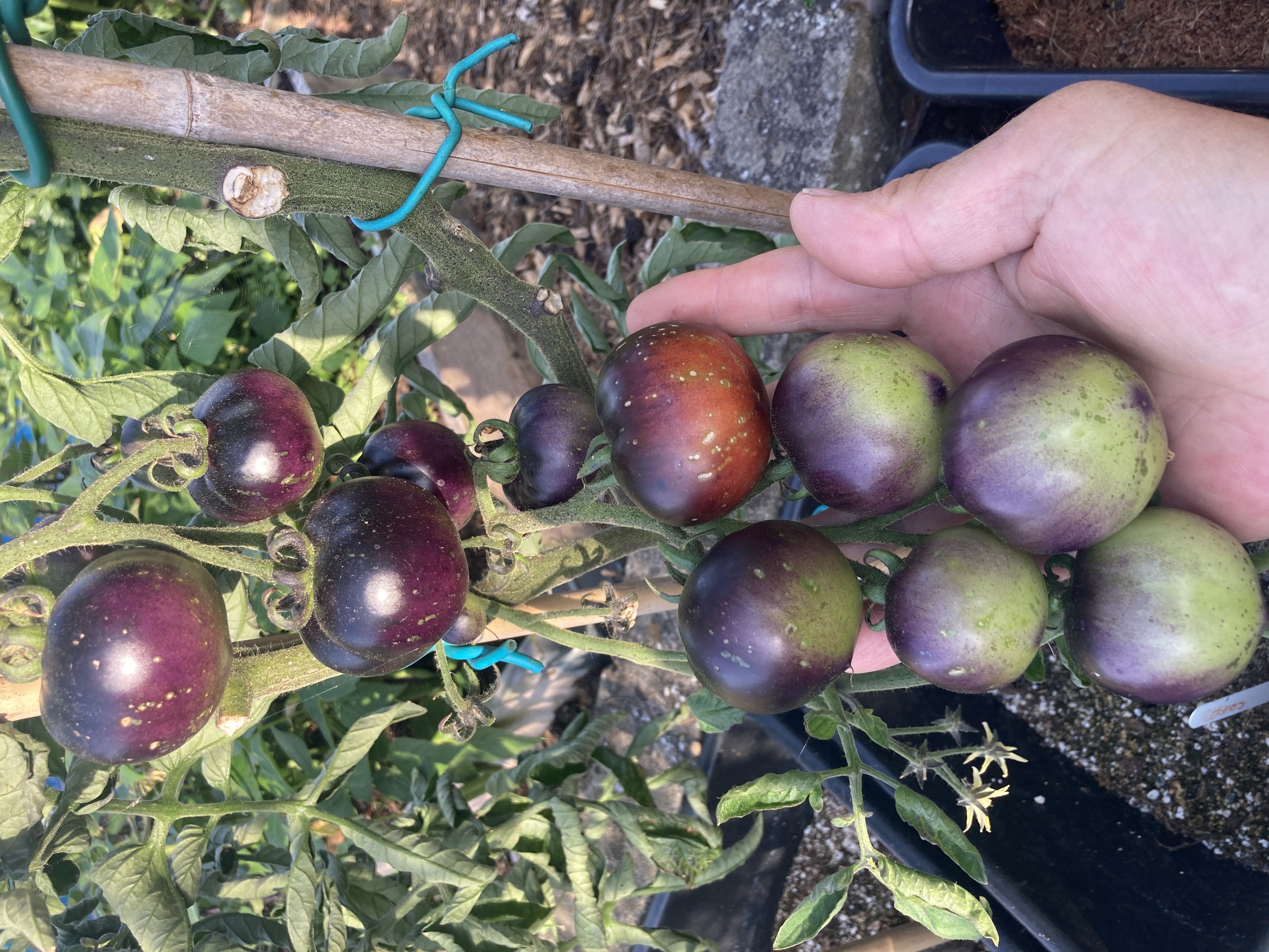 Cosmos Tomato