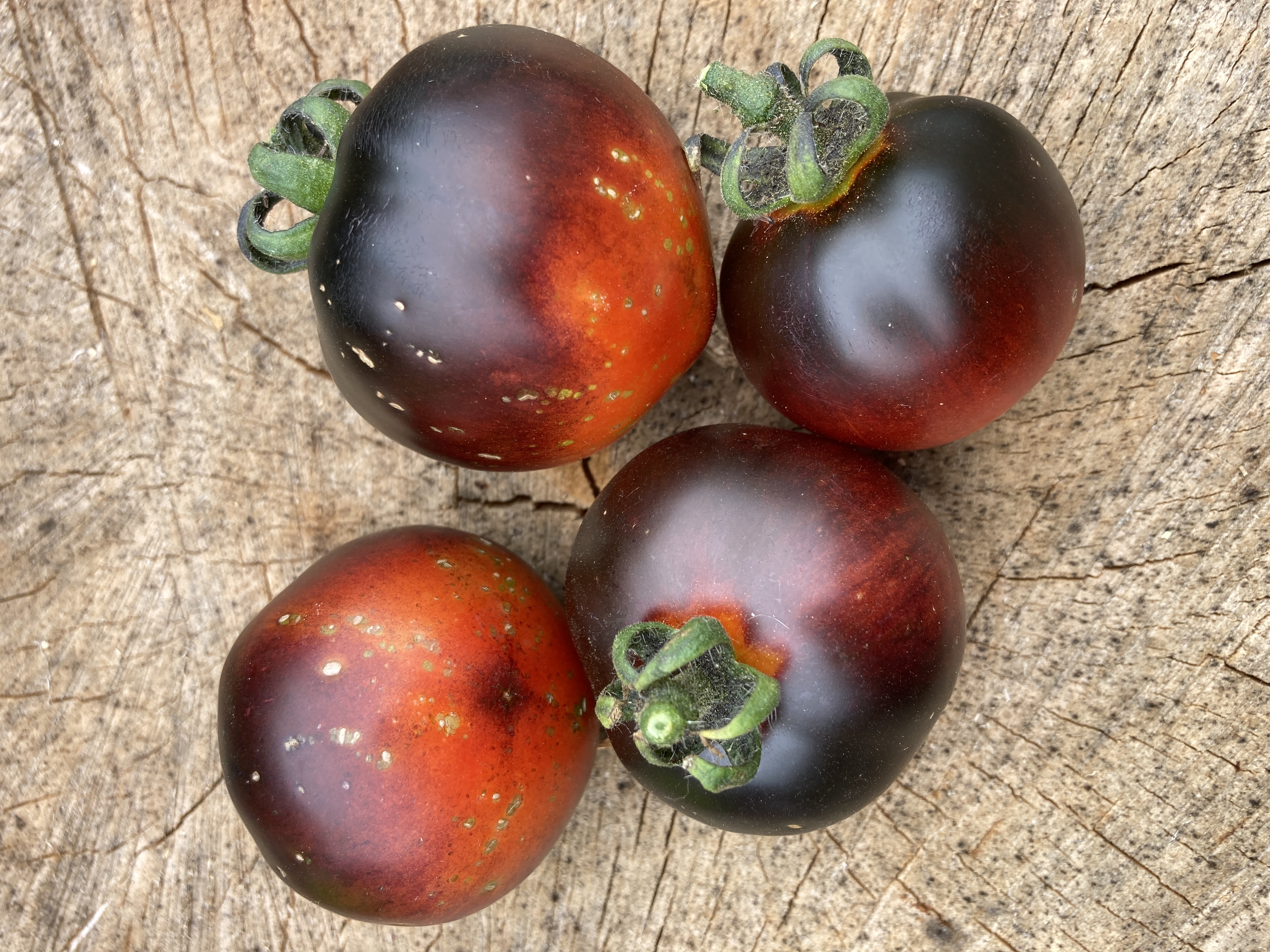 Cosmos Tomato