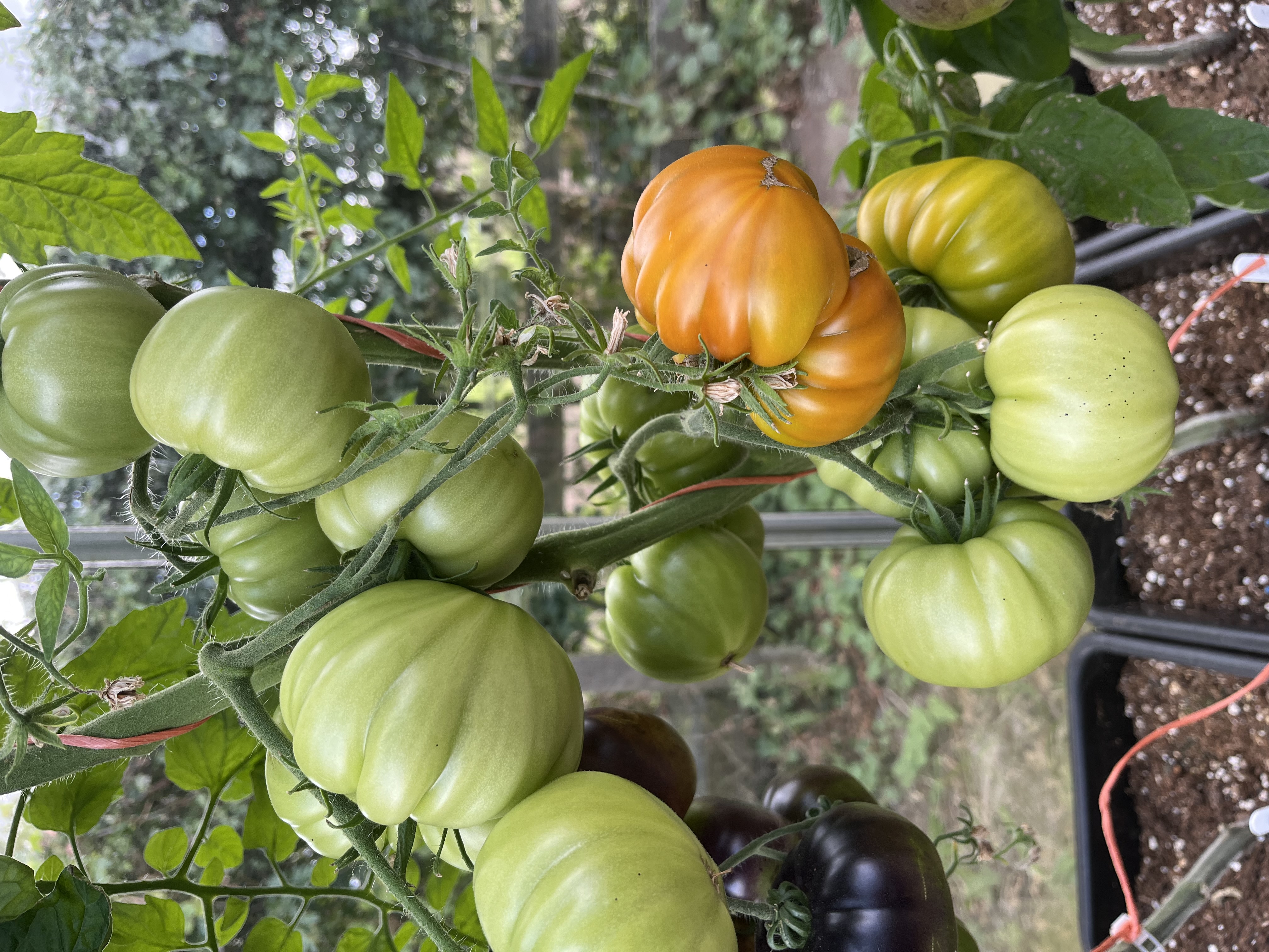 Thorburn's Terracotta